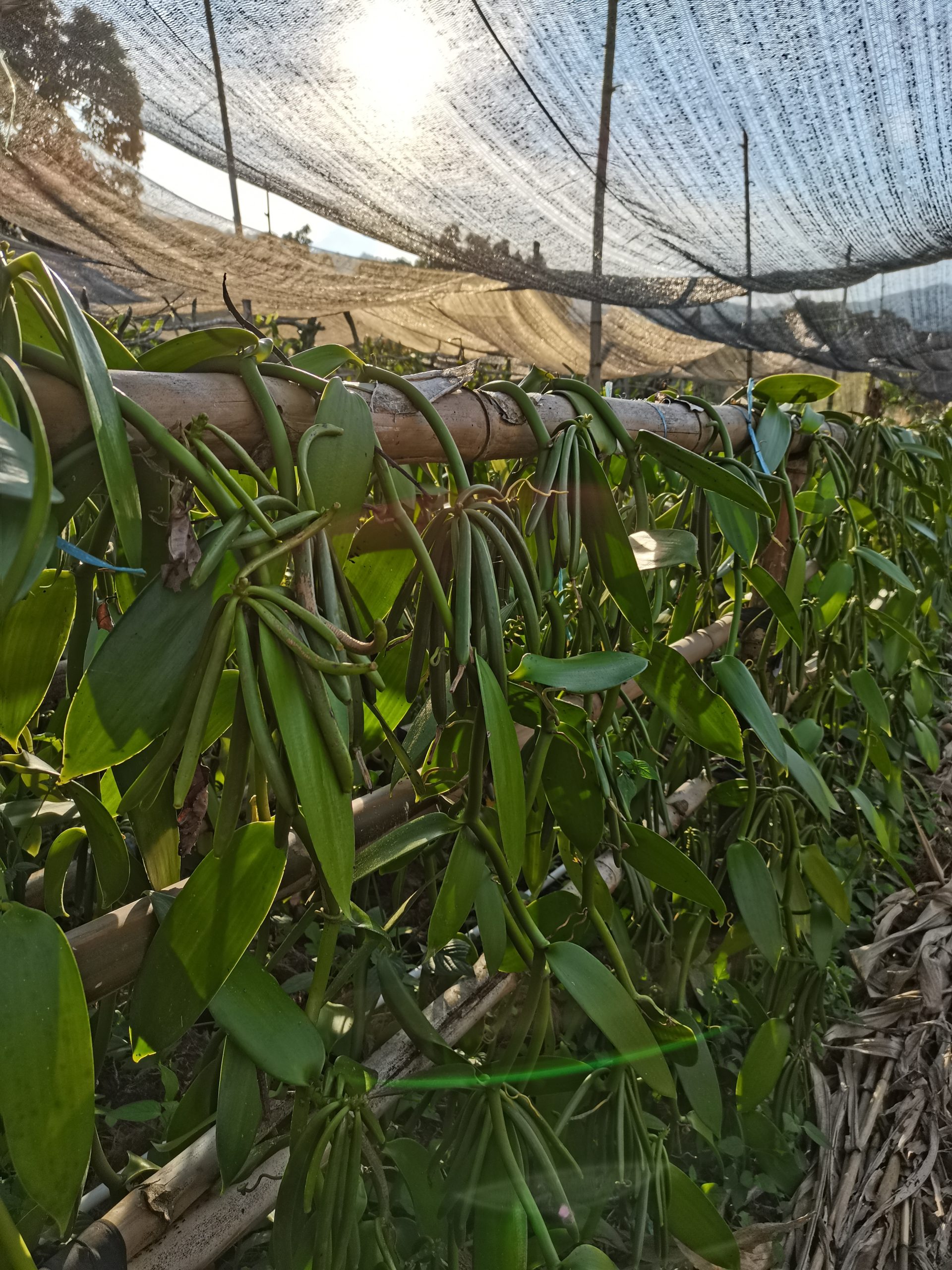 Vanillature vanilla beans — source of extract, paste, and powder