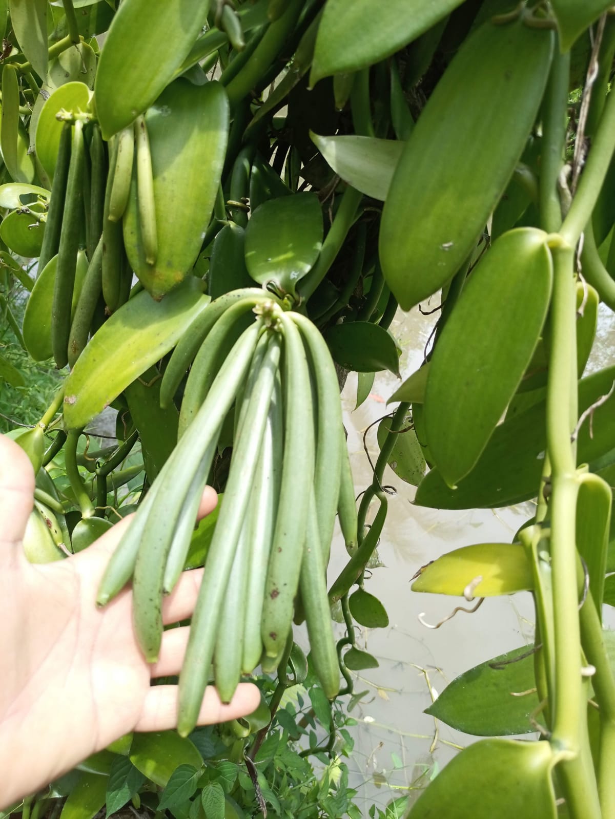 Vanillature vanilla