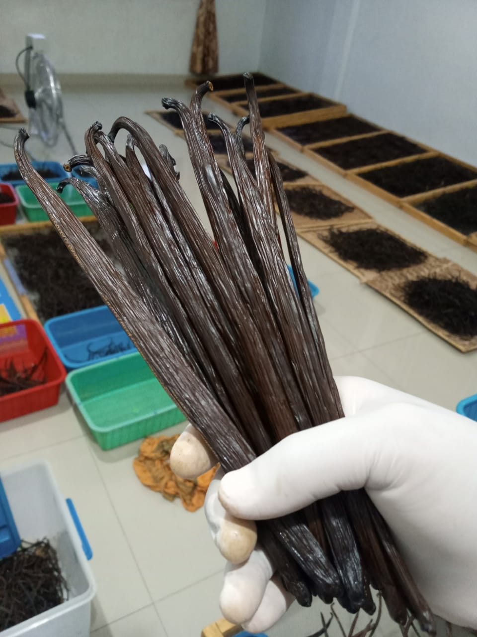 Vanillature vanilla