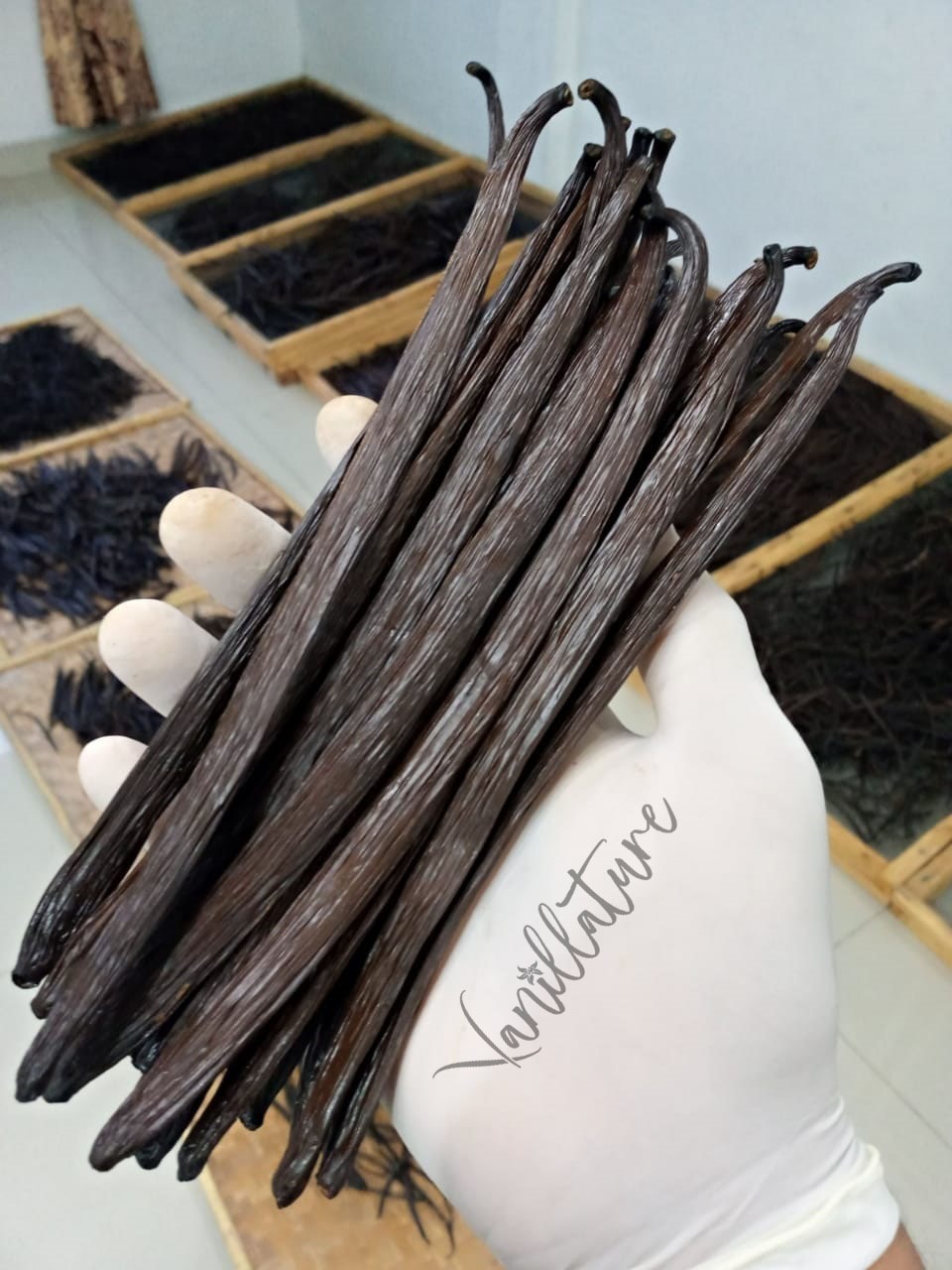 Vanillature vanilla