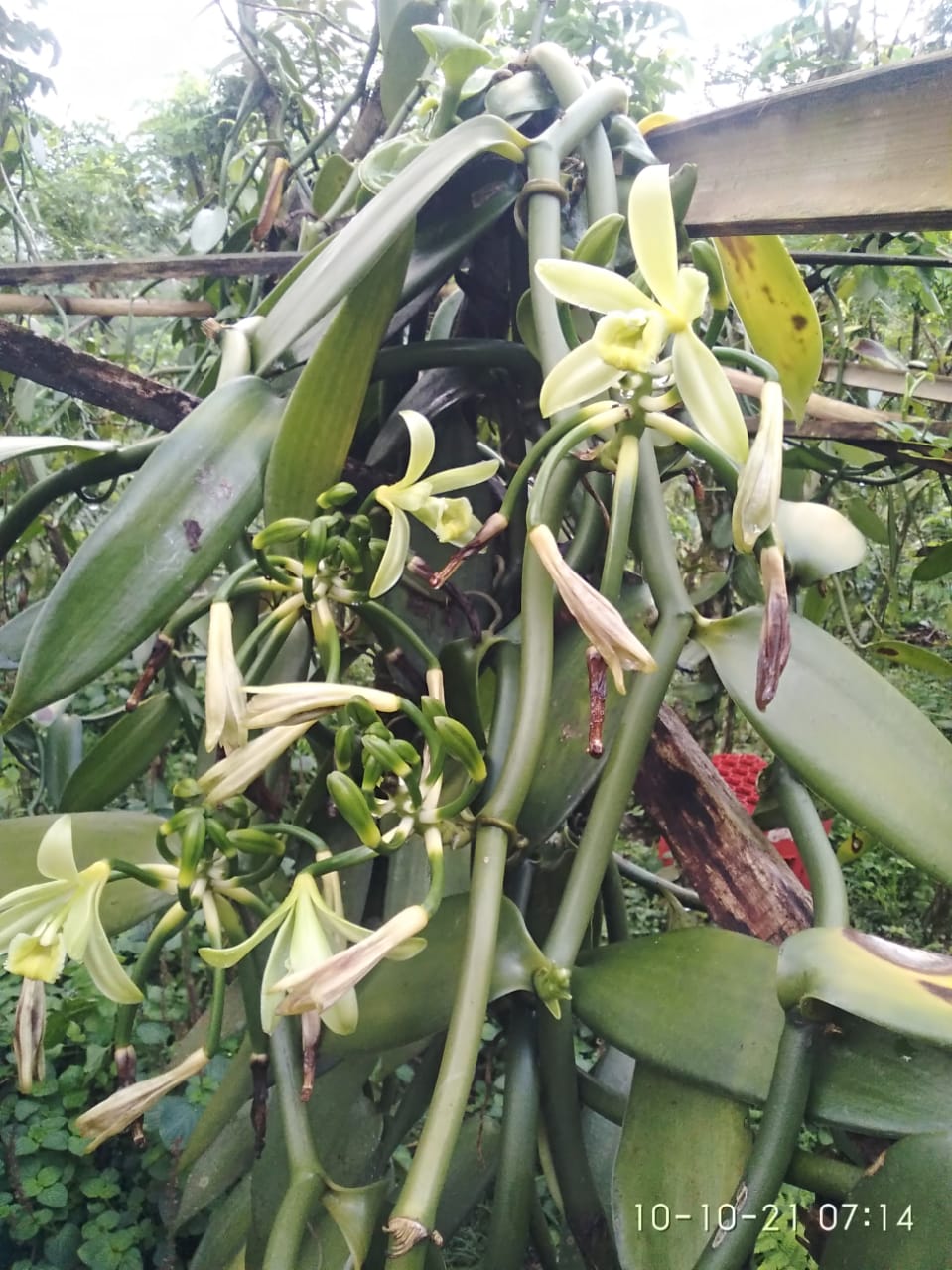 Vanillature vanilla